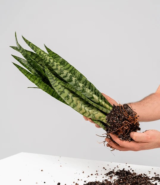 Jak użyć podłoża Face Palm krok 2, oczyszczanie korzeni ze starego podłoża